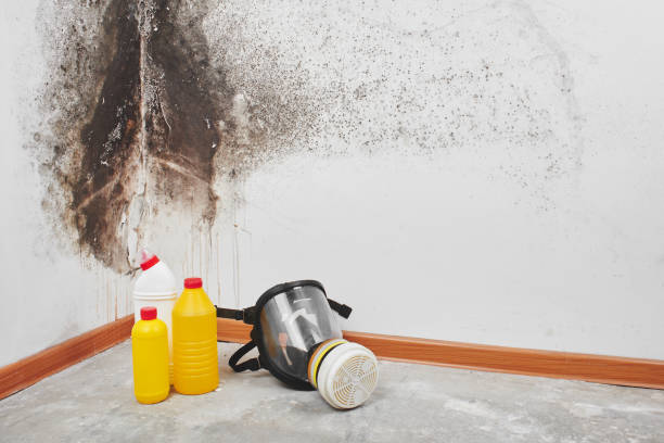 Best Mold Damage Repair  in Tornillo, TX