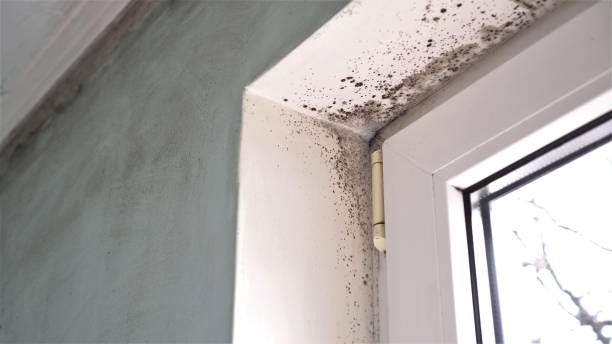Best Attic Mold Removal  in Tornillo, TX