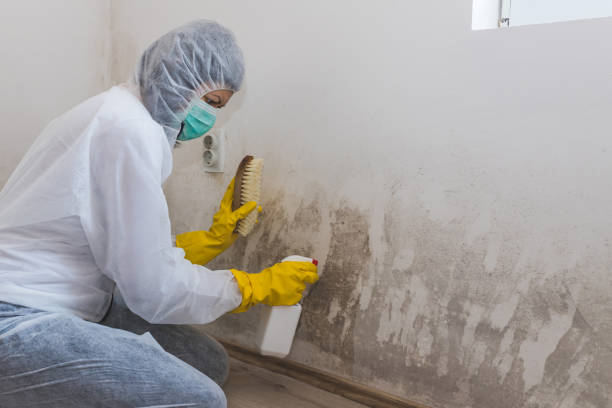 Best Mold Damage Repair  in Tornillo, TX