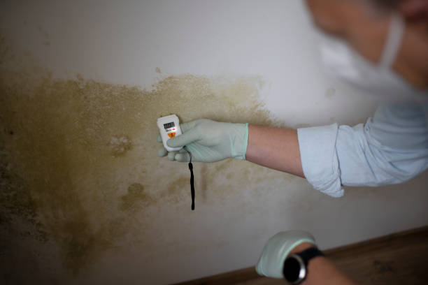 Home Mold Removal in Tornillo, TX