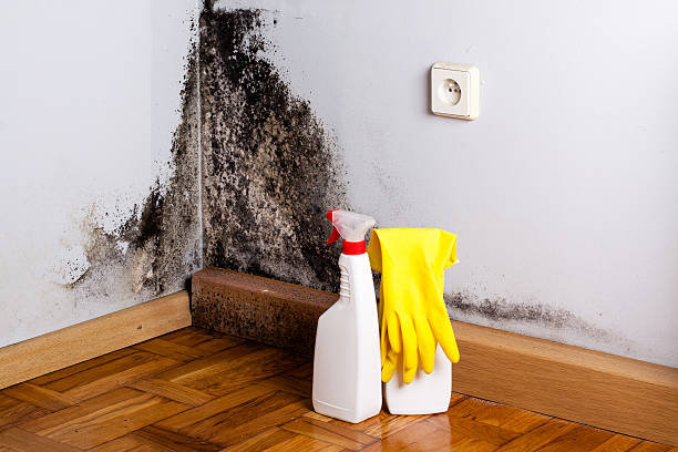 Best Office Mold Removal Services  in Tornillo, TX